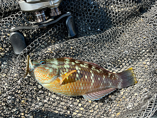 ホシササノハベラの釣果