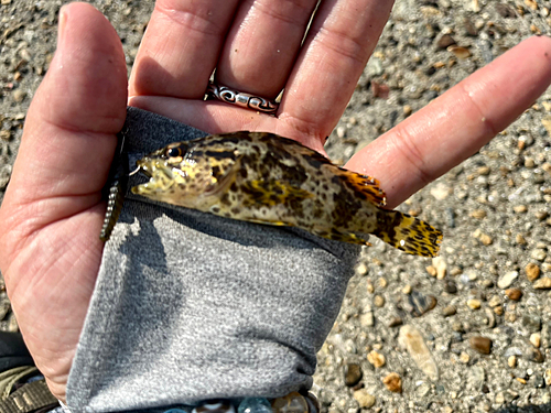 タケノコメバルの釣果