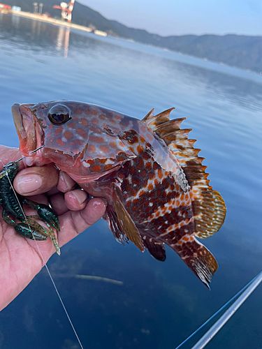 キジハタの釣果