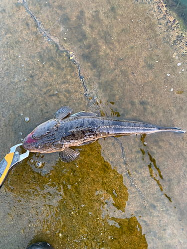 マゴチの釣果