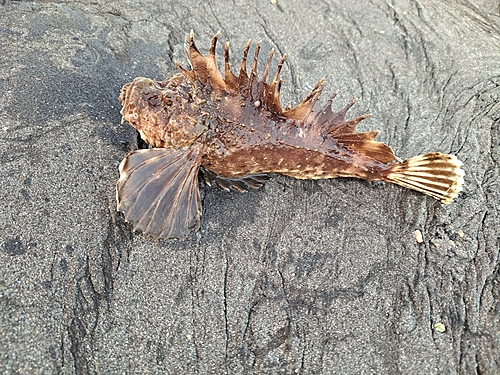 オニオコゼの釣果