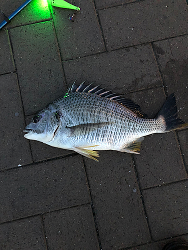 キビレの釣果