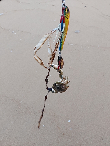 カニの釣果