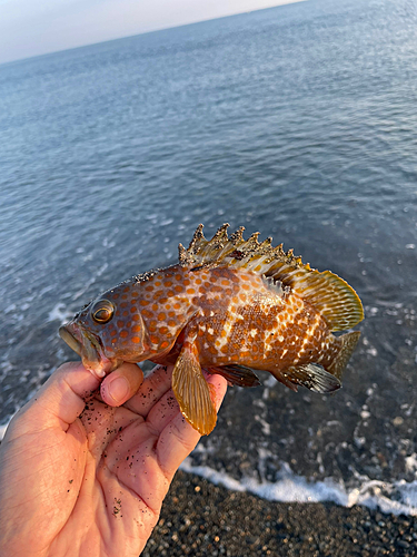 キジハタの釣果