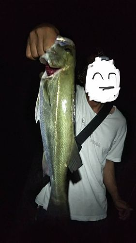 フッコ（ヒラスズキ）の釣果