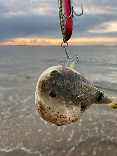 フグの釣果