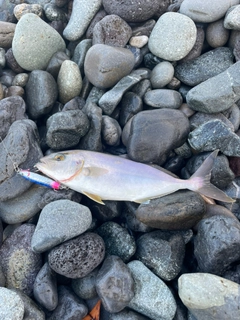 ショゴの釣果