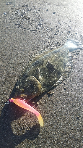 ヒラメの釣果