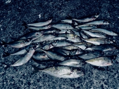 アジの釣果