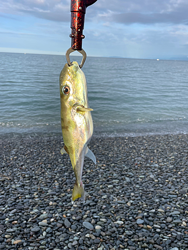 シロサバフグの釣果