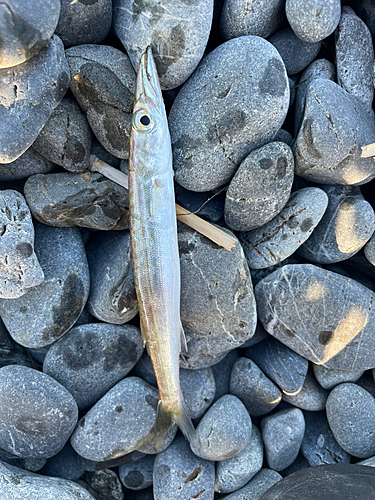 カマスの釣果