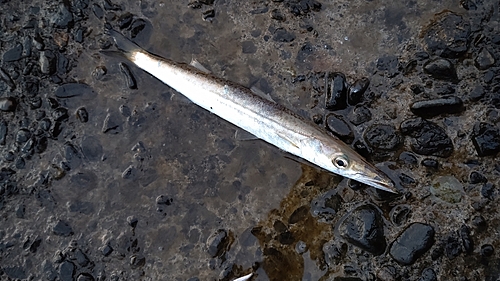 ヤマトカマスの釣果