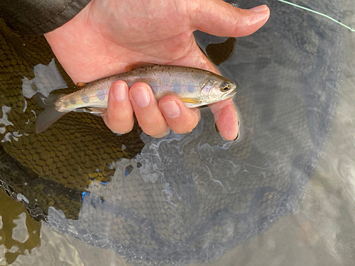 ヤマメの釣果