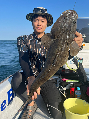 マゴチの釣果