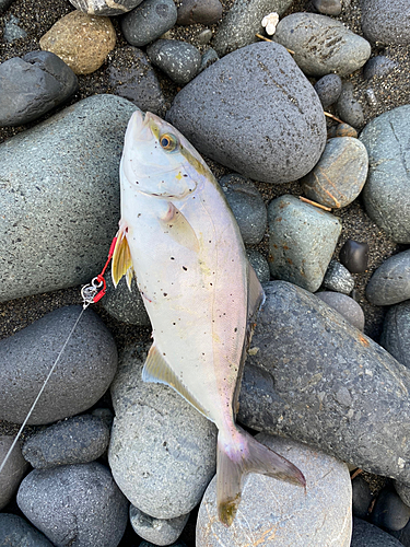 ショゴの釣果