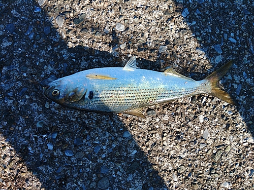 コノシロの釣果