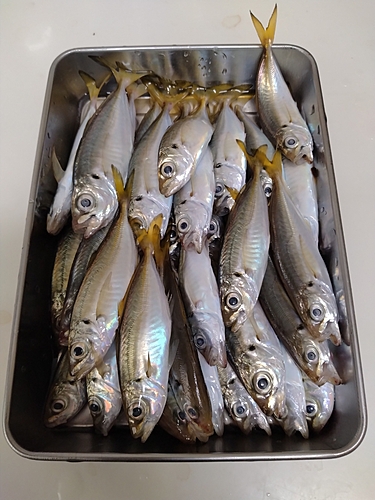 アジの釣果