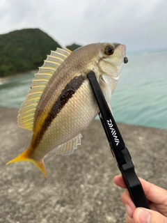 ヒトスジタマガシラの釣果