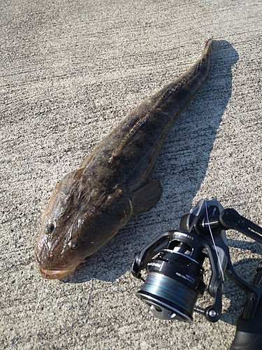 マゴチの釣果