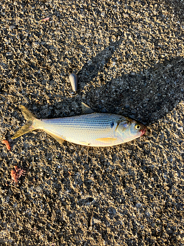 コノシロの釣果