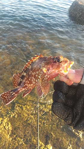 カサゴの釣果