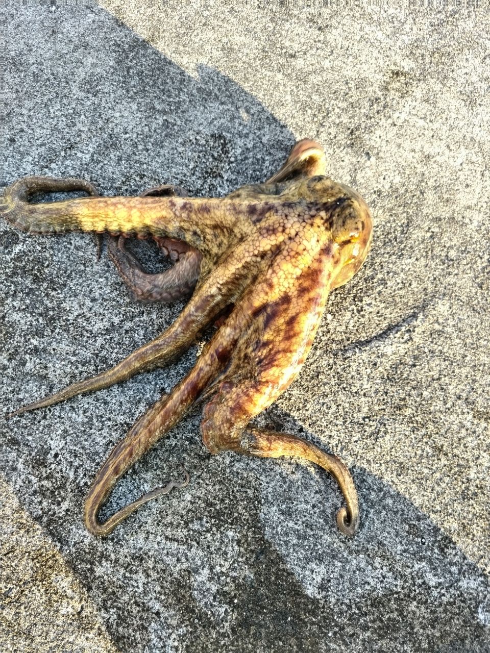 タコ
