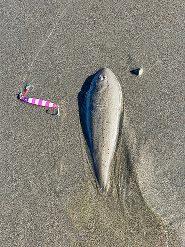 シタビラメの釣果