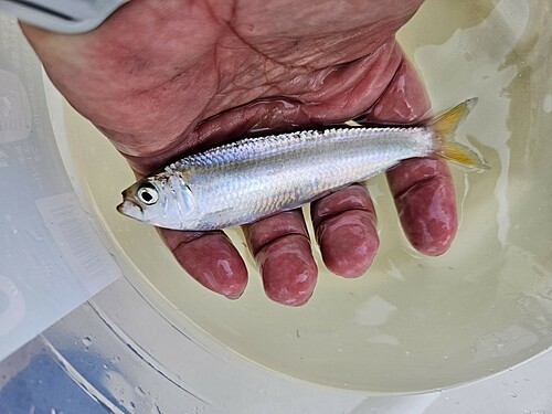 サッパの釣果