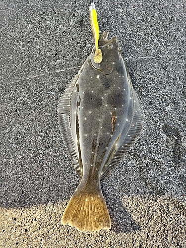 ソゲの釣果