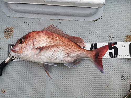 マダイの釣果