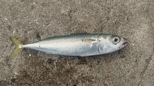 サバの釣果