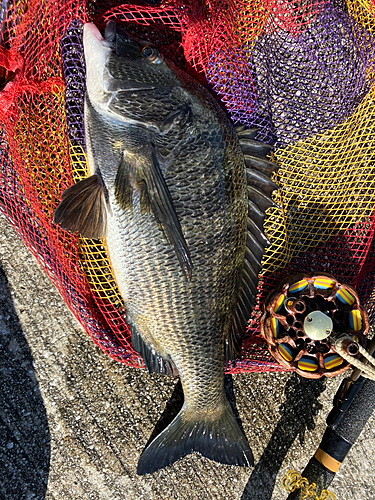 クロダイの釣果