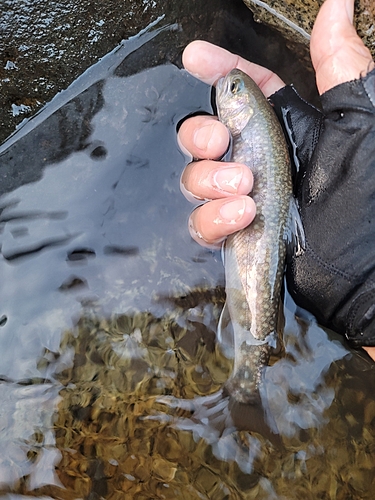 イワナの釣果