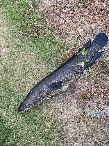 ライギョの釣果