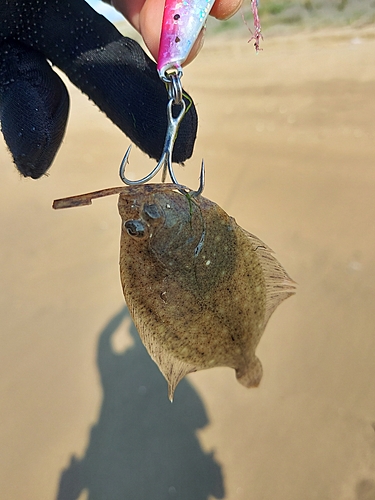 カレイの釣果