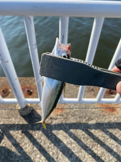 サバの釣果