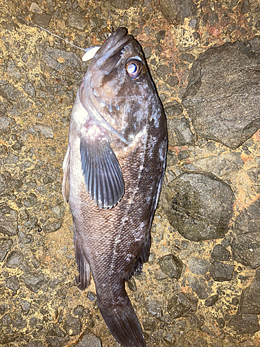 クロソイの釣果