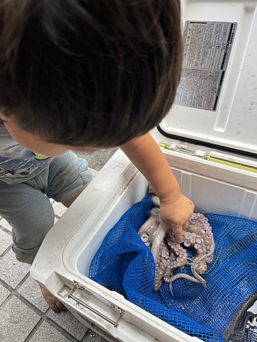 タコの釣果