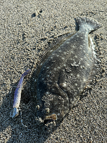 マゴチの釣果