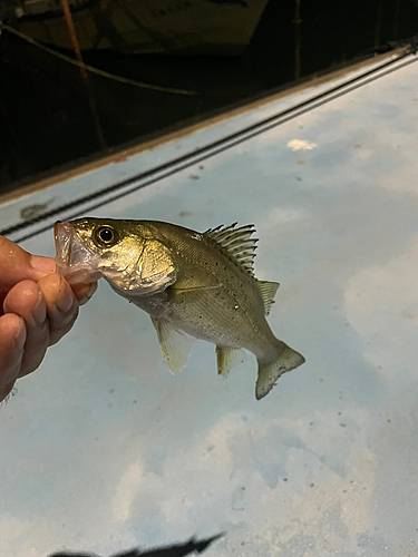 スズキの釣果