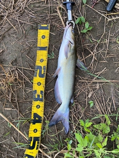 アメリカナマズの釣果