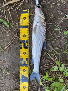 ニゴイの釣果