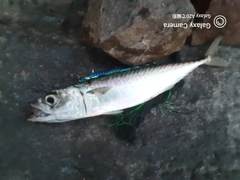 サバの釣果