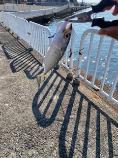 サバの釣果