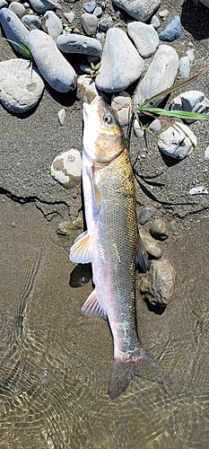 エゾウグイの釣果