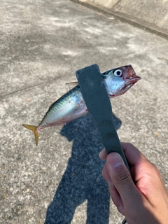 サバの釣果