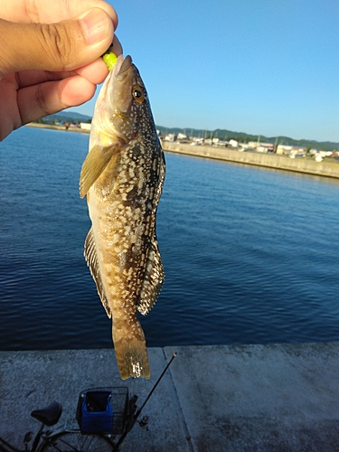 アイナメの釣果