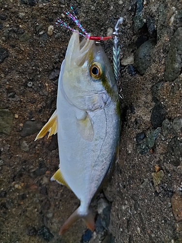 シオの釣果