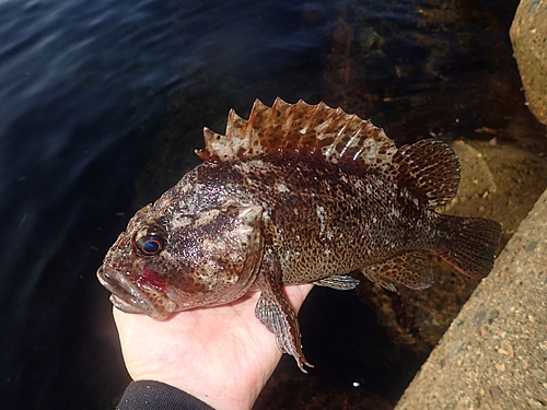 ムラソイの釣果