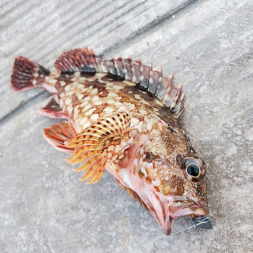 カサゴの釣果